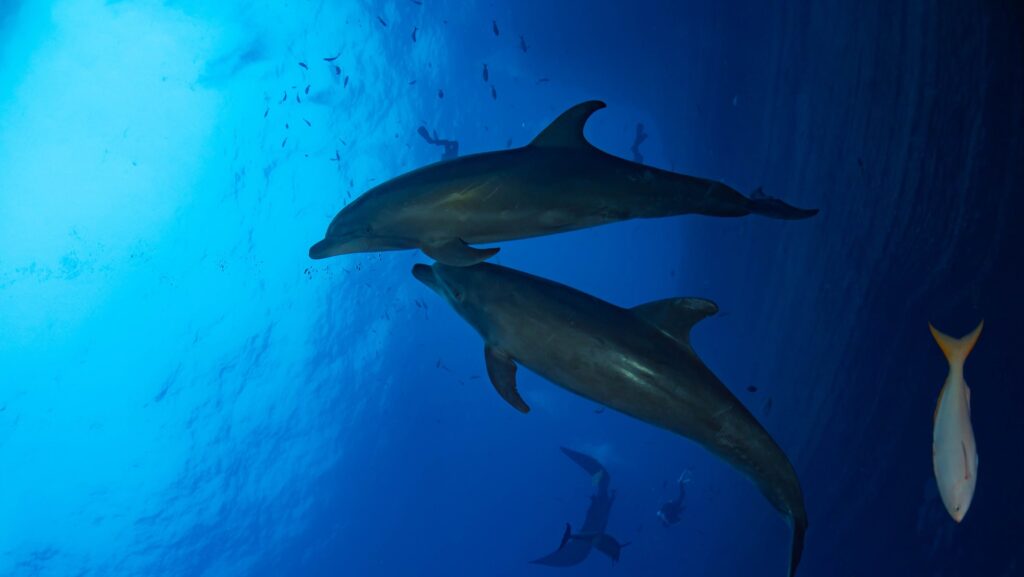 オトメの優しさを表現するような、海の中を寄り添い泳ぐ2頭のイルカと魚達の画像