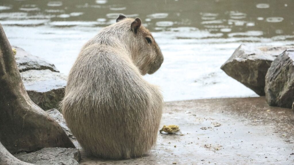 ぼっちのカピバラの写真、記事導入用