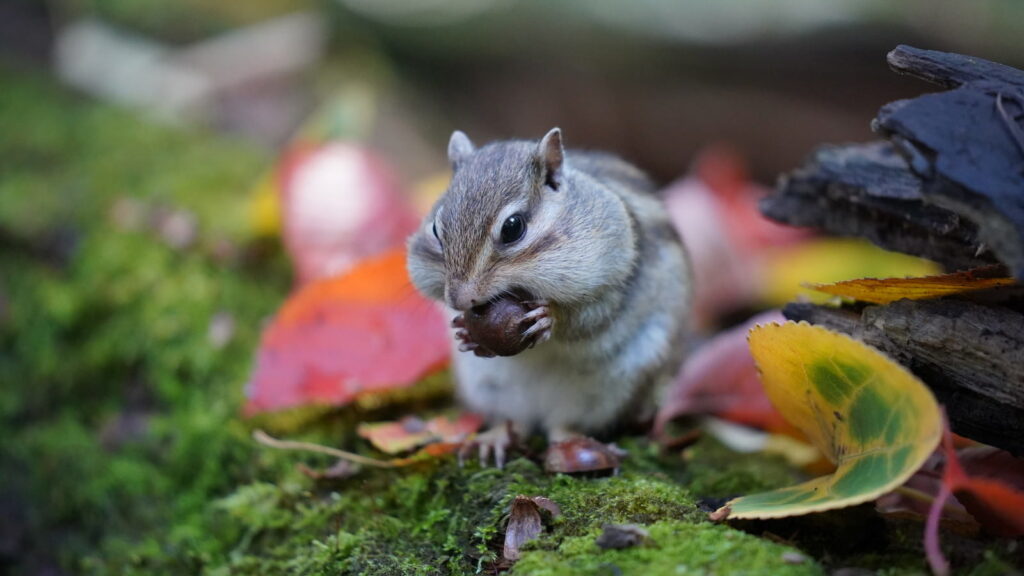 ブログ導入用
食欲旺盛そうな、欲張りリスの写真