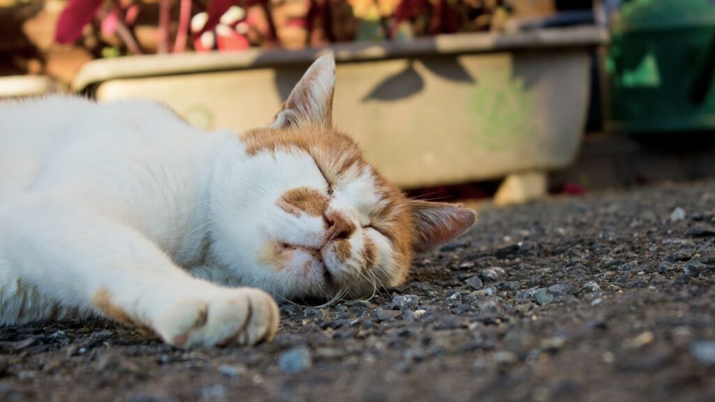 睡眠欲を感じさせる
アスファルトで爆睡中の猫の写真