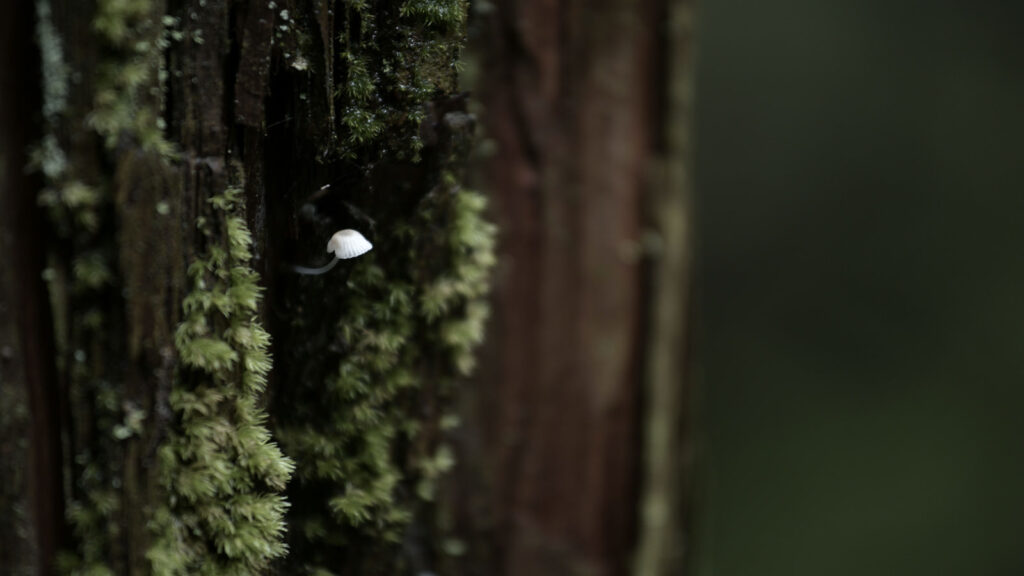 グノーシア感想記事、導入用
杉の幹から生えたキノコの写真