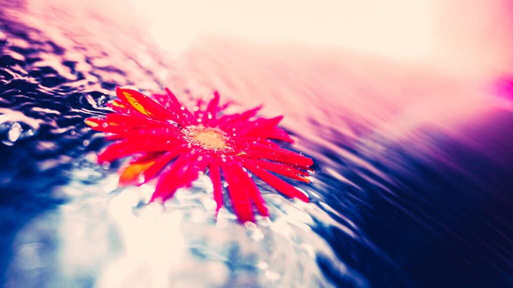 ククルシカの暴力的なシーンのイメージ、水面に浮かぶ鮮やかな赤い花と波紋の写真