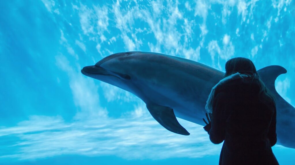 アニメ『グノーシア』１３話感想記事、導入用
水族館のイルカと水槽越しの女性の写真