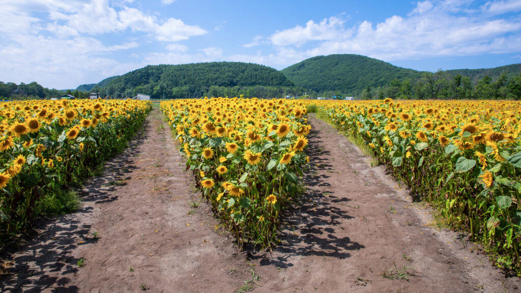 アニメ『葬送のフリーレン』2期1話感想まとめ記事、エンディング用画像
向日葵畑の分かれ道の写真