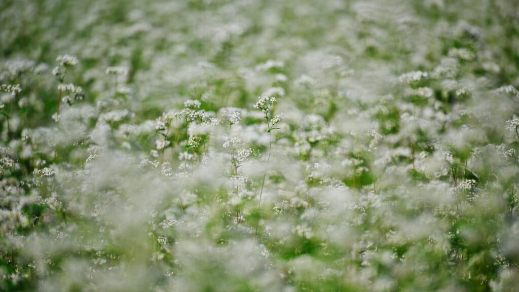 アニメ『グノーシア』14話感想まとめ記事導入用
浅い被写界深度で撮影した一面を覆うぼんやりと滲むような白いそばの花の写真素材